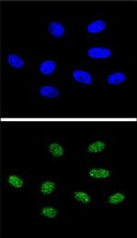 PIN1 Antibody in Immunocytochemistry (ICC/IF)