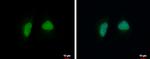 ADPRHL1 Antibody in Immunocytochemistry (ICC/IF)