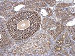 AMH Antibody in Immunohistochemistry (Paraffin) (IHC (P))