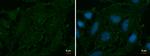 AOC2 Antibody in Immunocytochemistry (ICC/IF)