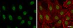 ARID2 Antibody in Immunocytochemistry (ICC/IF)