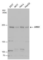 ARID2 Antibody in Western Blot (WB)