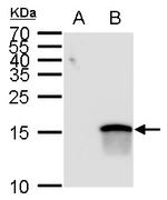 ATOH7 Antibody in Western Blot (WB)