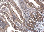 CNTROB Antibody in Immunohistochemistry (Paraffin) (IHC (P))