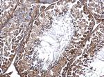 CNTROB Antibody in Immunohistochemistry (Paraffin) (IHC (P))