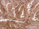 DMPK Antibody in Immunohistochemistry (Paraffin) (IHC (P))