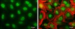 Histone H1.3 Antibody in Immunocytochemistry (ICC/IF)