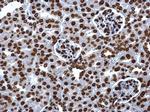 Histone H2A Antibody in Immunohistochemistry (Paraffin) (IHC (P))