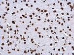 Histone H2A Antibody in Immunohistochemistry (Paraffin) (IHC (P))