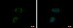 INTU Antibody in Immunocytochemistry (ICC/IF)