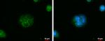 IQCC Antibody in Immunocytochemistry (ICC/IF)