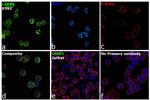 LARP1 Antibody in Immunocytochemistry (ICC/IF)