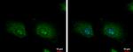 LARP1 Antibody in Immunocytochemistry (ICC/IF)