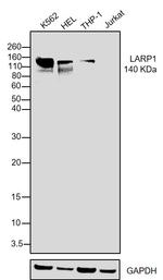 LARP1 Antibody in Western Blot (WB)