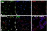 LARP1 Antibody in Immunocytochemistry (ICC/IF)