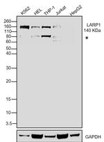 LARP1 Antibody