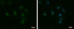 LCMT1 Antibody in Immunocytochemistry (ICC/IF)