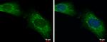 LONRF2 Antibody in Immunocytochemistry (ICC/IF)