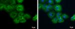 MAP4 Antibody in Immunocytochemistry (ICC/IF)