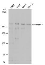 MED13 Antibody in Western Blot (WB)