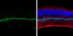 NFIA Antibody in Immunohistochemistry (Frozen) (IHC (F))