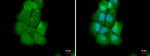 NOLC1 Antibody in Immunocytochemistry (ICC/IF)