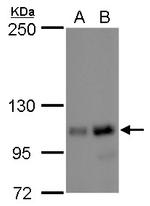 NOLC1 Antibody in Western Blot (WB)