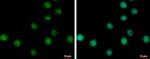 NABP1 Antibody in Immunocytochemistry (ICC/IF)