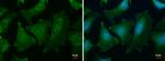 PGM1 Antibody in Immunocytochemistry (ICC/IF)