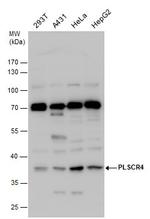 PLSCR4 Antibody in Western Blot (WB)