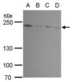 FIP200 Antibody in Western Blot (WB)