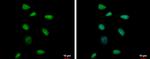 RPP40 Antibody in Immunocytochemistry (ICC/IF)