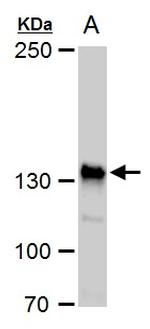 Rubicon Antibody in Western Blot (WB)