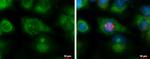 SDCCAG8 Antibody in Immunocytochemistry (ICC/IF)