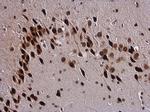 SOX3 Antibody in Immunohistochemistry (Paraffin) (IHC (P))