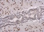 SOX3 Antibody in Immunohistochemistry (Paraffin) (IHC (P))