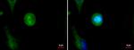 SPAG5 Antibody in Immunocytochemistry (ICC/IF)