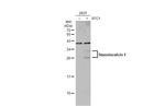 STC1 Antibody in Western Blot (WB)