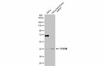 TFB1M Antibody in Western Blot (WB)