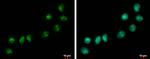 C20orf10 Antibody in Immunocytochemistry (ICC/IF)