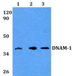 CD226 Antibody in Western Blot (WB)