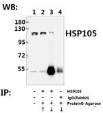 HSP105 Antibody in Immunoprecipitation (IP)