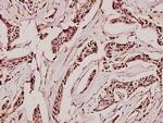 GAD65/GAD67 Antibody in Immunohistochemistry (Paraffin) (IHC (P))