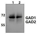 GAD65/GAD67 Antibody in Western Blot (WB)