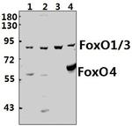 FOXO1/FOXO3/FOXO4 Antibody in Western Blot (WB)