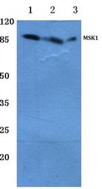 MSK1 Antibody in Western Blot (WB)