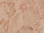 MST1/MST2 Antibody in Immunohistochemistry (Paraffin) (IHC (P))