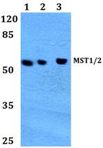 MST1/MST2 Antibody in Western Blot (WB)