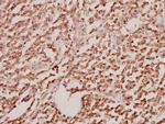 GATA2/GATA3 Antibody in Immunohistochemistry (Paraffin) (IHC (P))