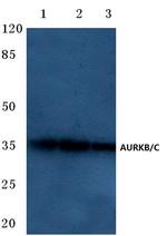 Aurora B/C Antibody in Western Blot (WB)